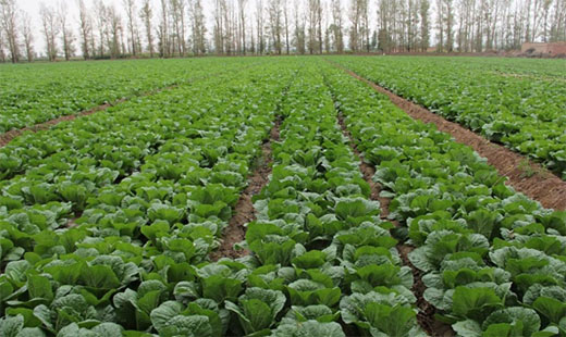 �l�����d���B���Ƴɹ����